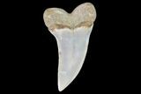 Mako Shark Tooth Fossil - Sharktooth Hill, CA #94693-1